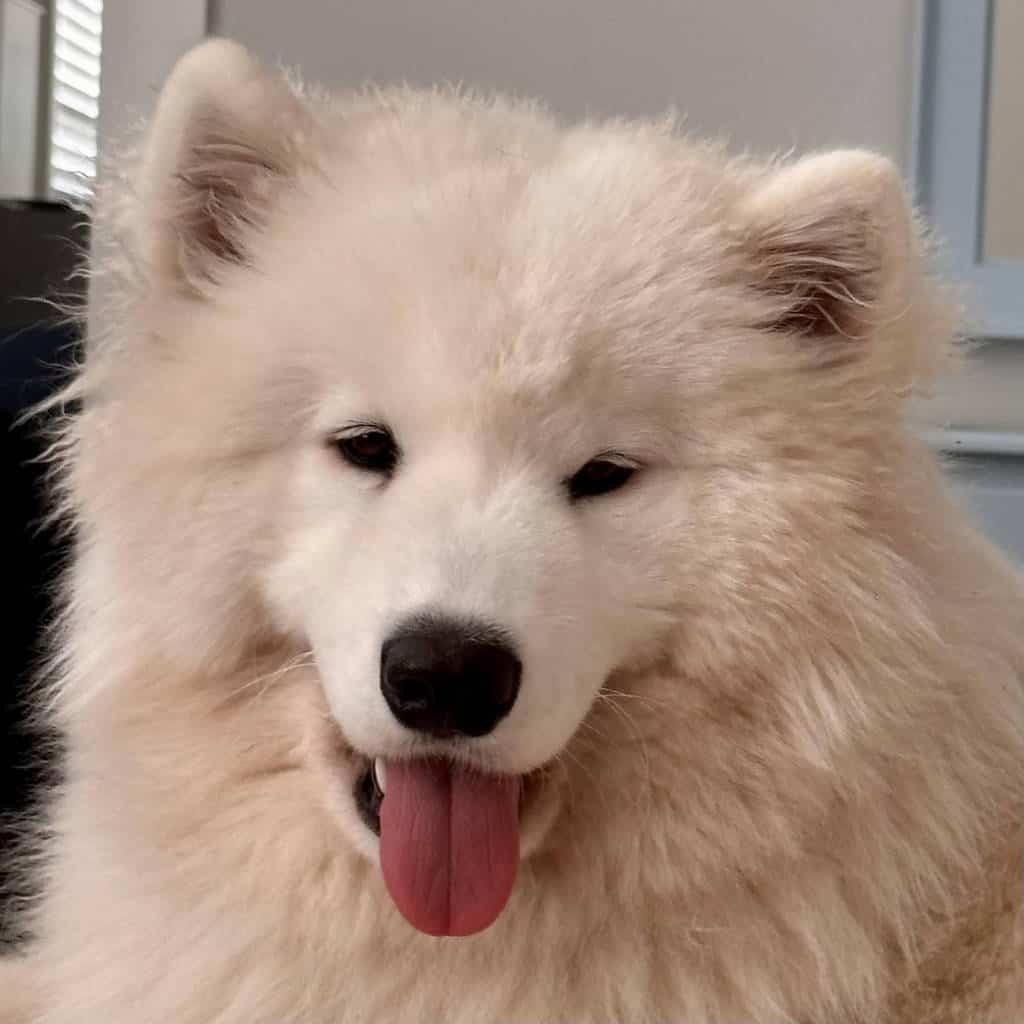Goose